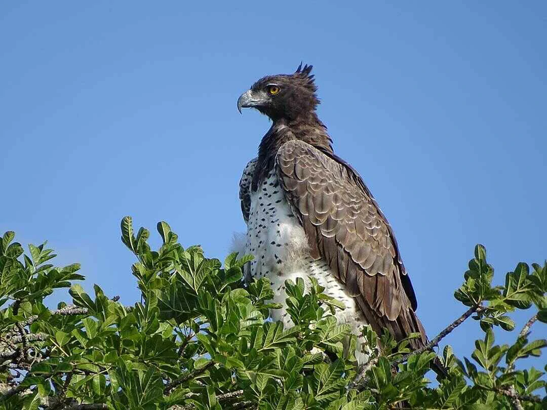 Martial Eagle close